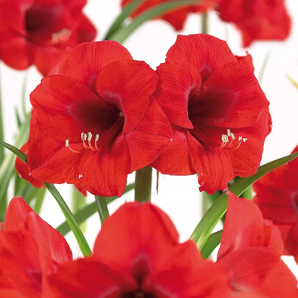 amaryllis-paperwhite-indoor-garden Amaryllis & Paperwhite - Indoor Garden