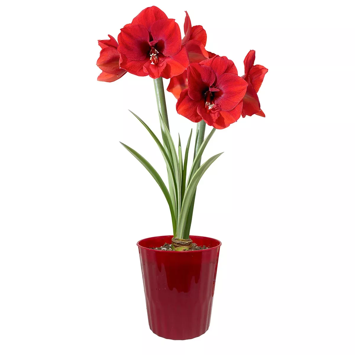 amaryllis-red-lion-kit-decorative-conical-plastic-planter Amaryllis - Red Lion - Kit - Decorative Conical Plastic Planter