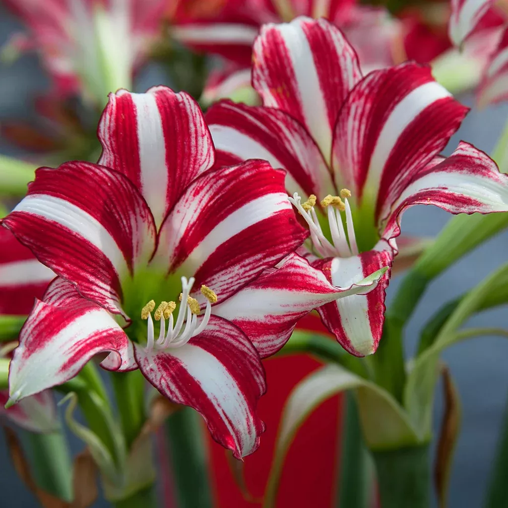 amaryllis-santiago-fragrant-variety Amaryllis - Santiago - Fragrant Variety