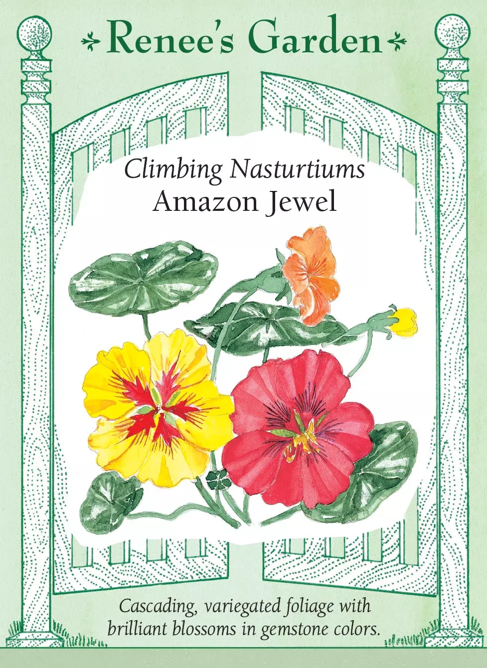 amazon-jewel Amazon Jewel