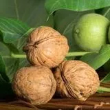 ambassador-walnut Ambassador Walnut
