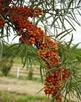 amber-dawn-seaberry Amber Dawn™ Seaberry