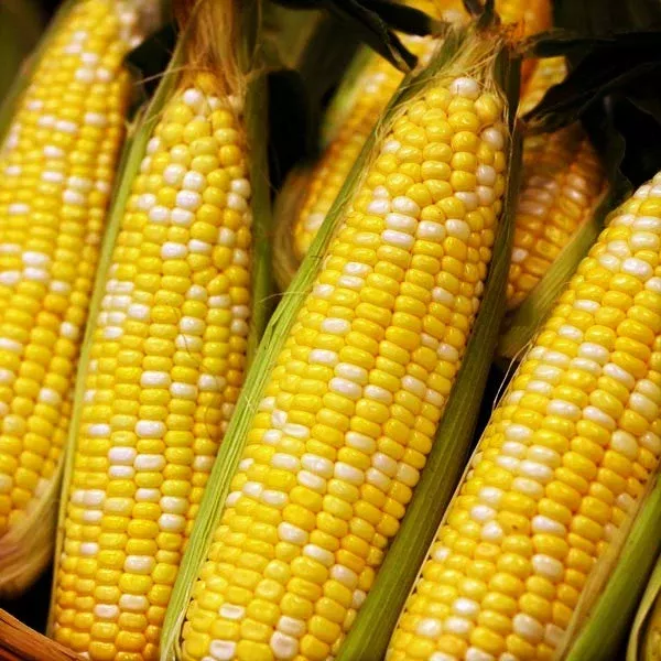 ambrosia-bicolor-sweet-corn Ambrosia Bicolor Sweet Corn