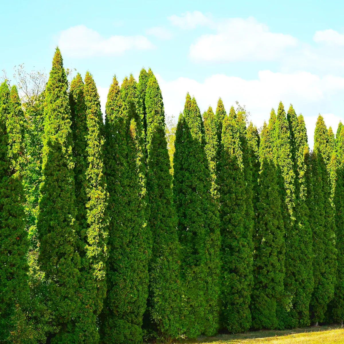 american-arborvitae-white-cedar American Arborvitae (White Cedar)