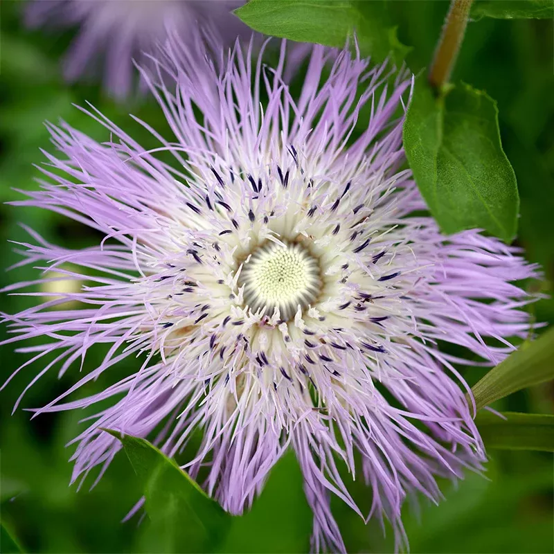 american-basketflower-seeds American Basketflower Seeds