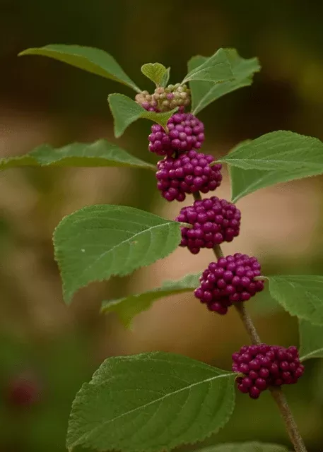 American Beautyberry
