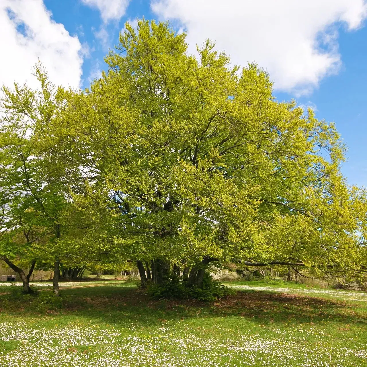 American Beech Tree