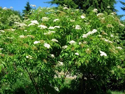 american-elderberry American Elderberry