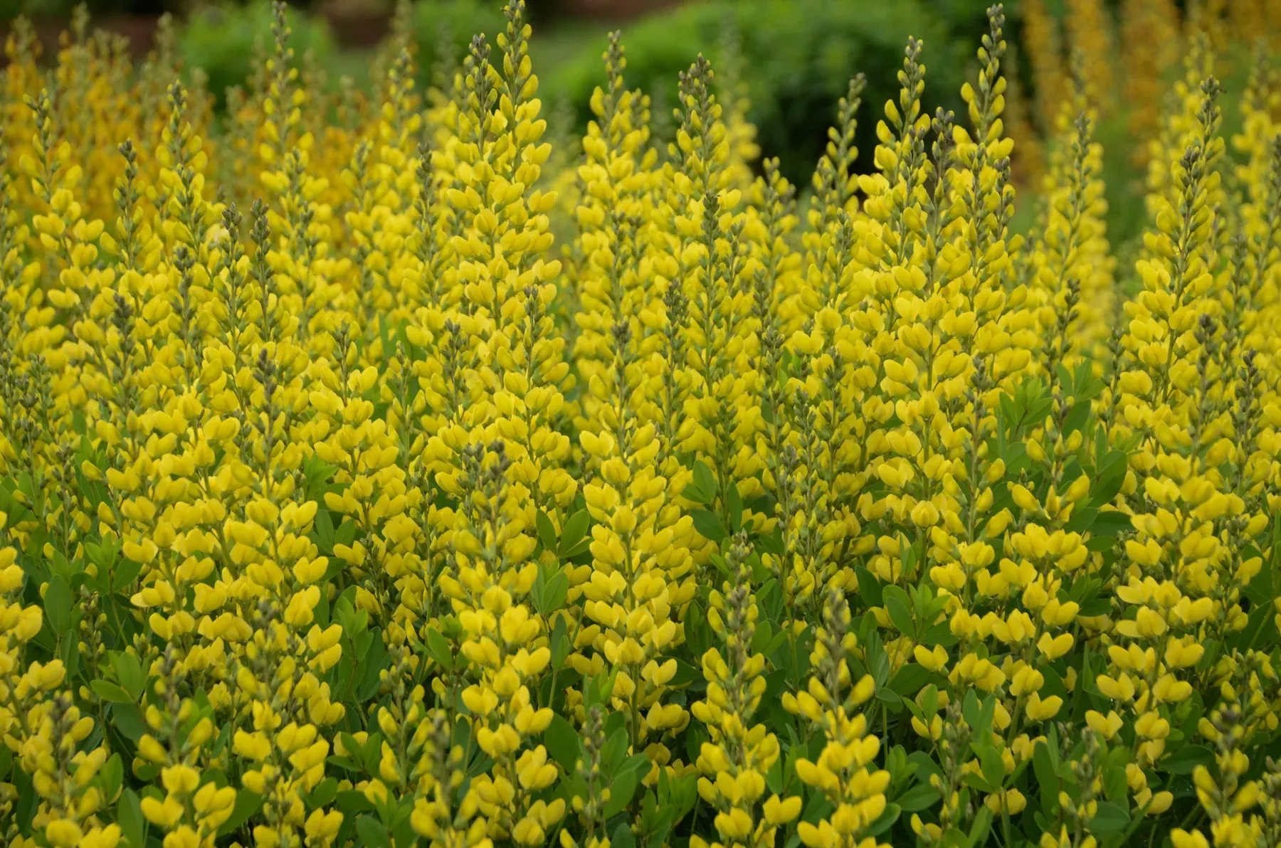 american-goldfinch-false-indigo American Goldfinch False Indigo