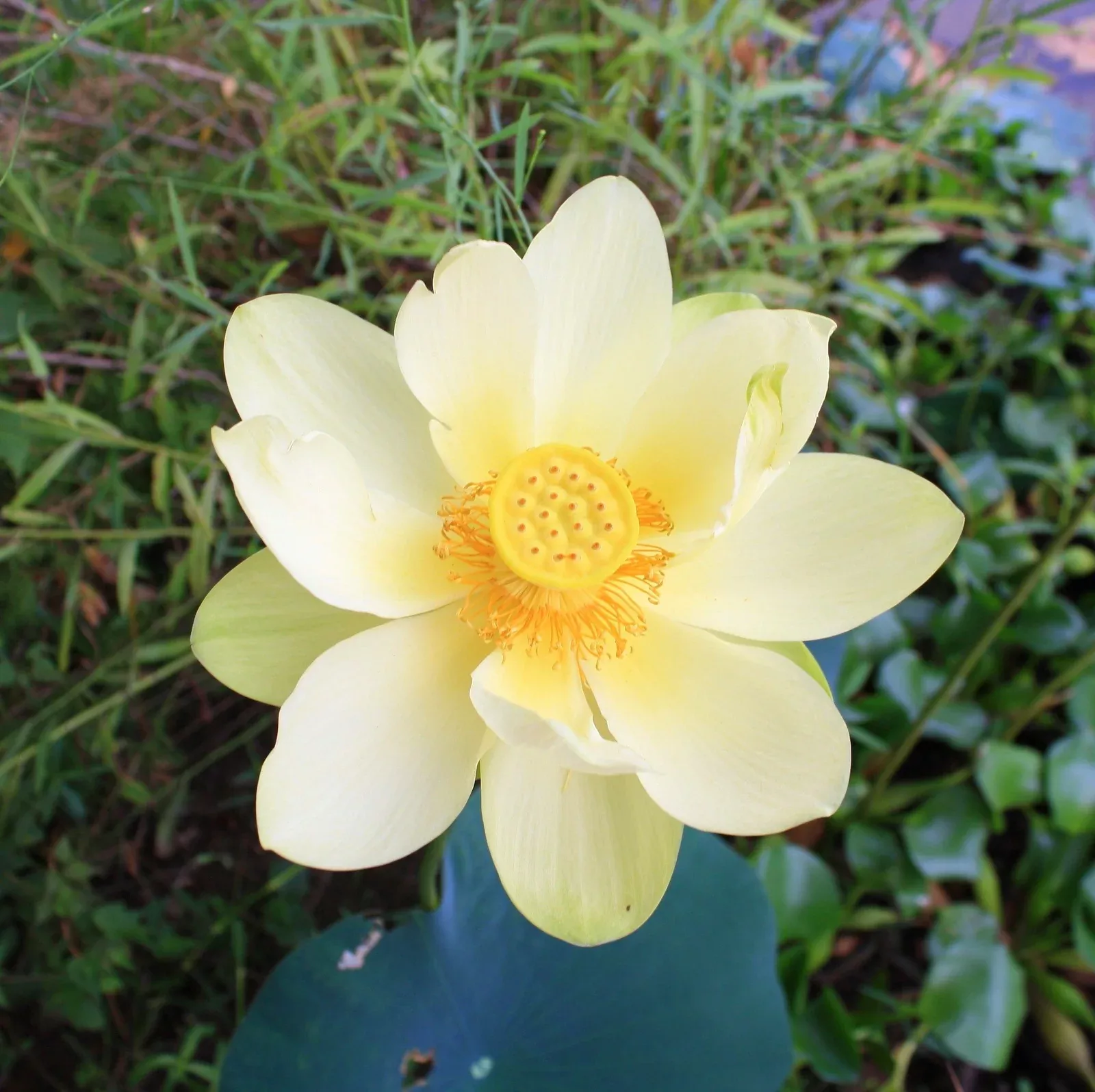 american-lotus-aquatic-flower-2-seeds-per-packet American Lotus Aquatic Flower, 2 Seeds Per Packet
