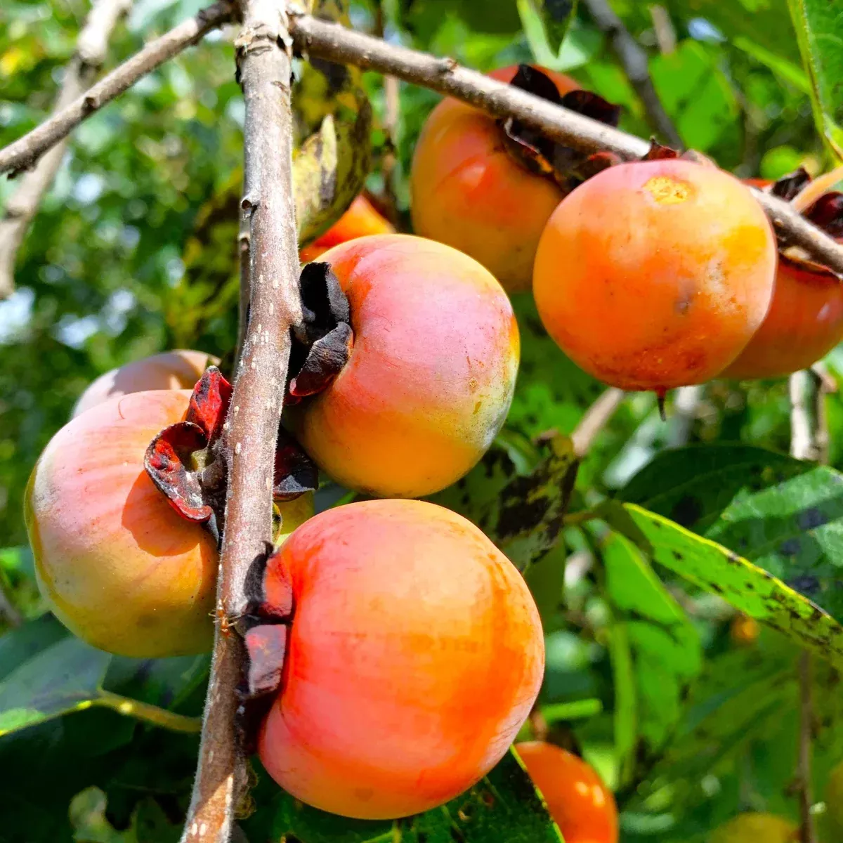 american-persimmon-tree American Persimmon Tree
