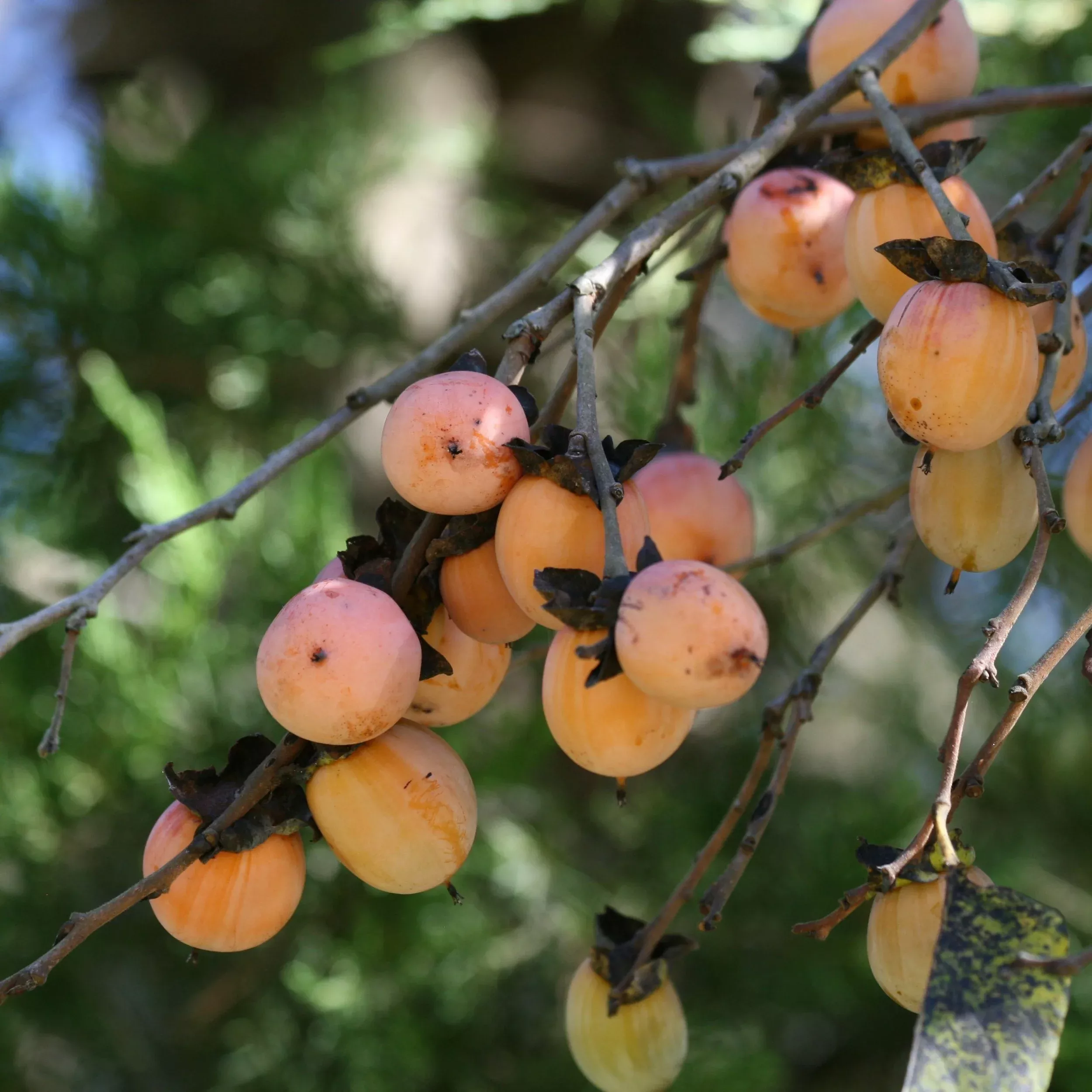 american-persimmon American Persimmon