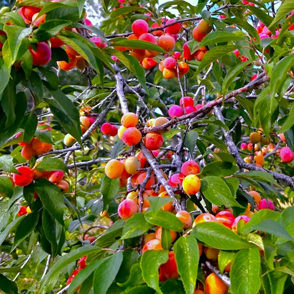 american-plum-tree American Plum Tree