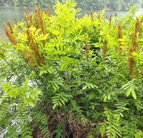 american-royal-fern American Royal Fern