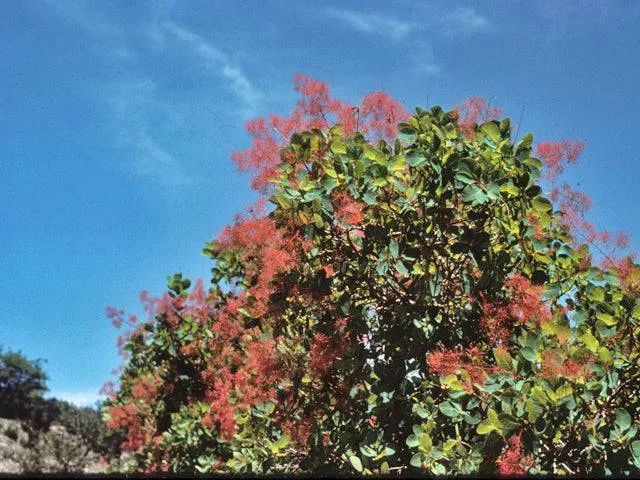 american-smoke-tree American Smoke Tree