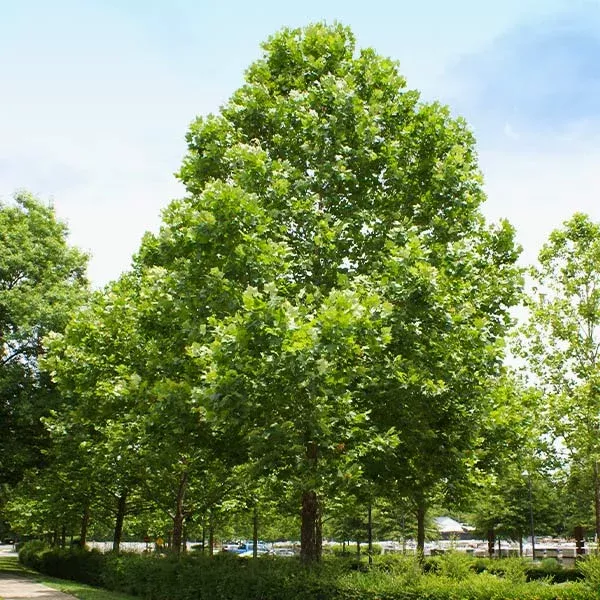 american-sycamore-tree American Sycamore Tree