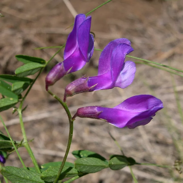 American Vetch