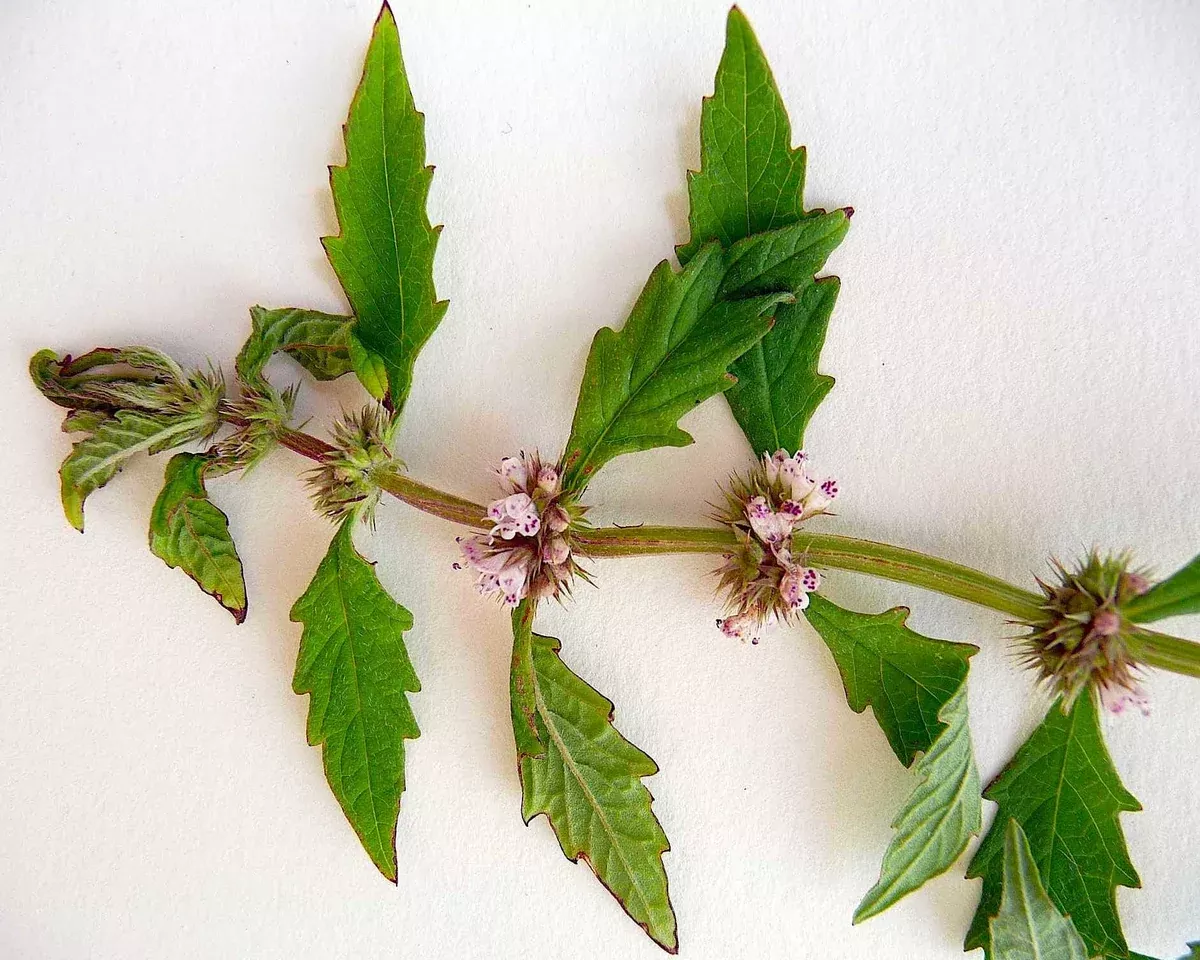 american-water-horehound-lycopus-americanus American Water Horehound (Lycopus americanus)