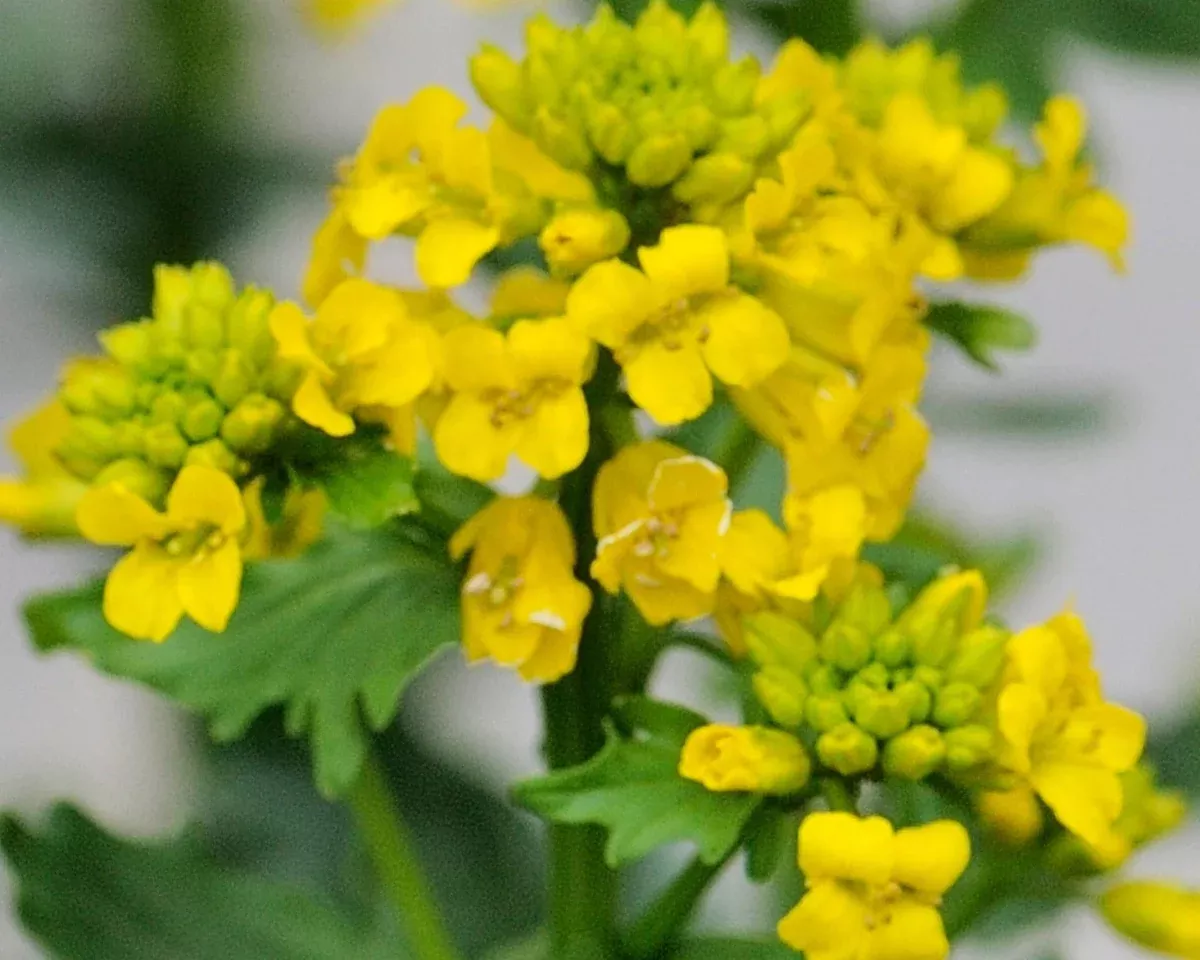 american-yellow-rocket-seeds-barbarea-orthoceras American Yellow Rocket Seeds (Barbarea orthoceras)