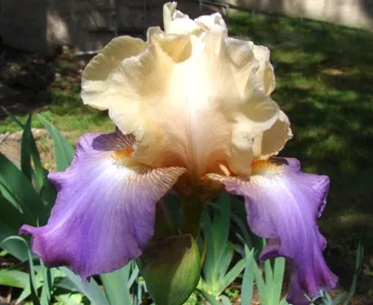 amethyst-delight Amethyst Delight
