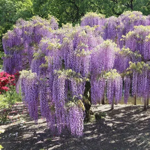 ‘Amethyst Falls’ Wisteria