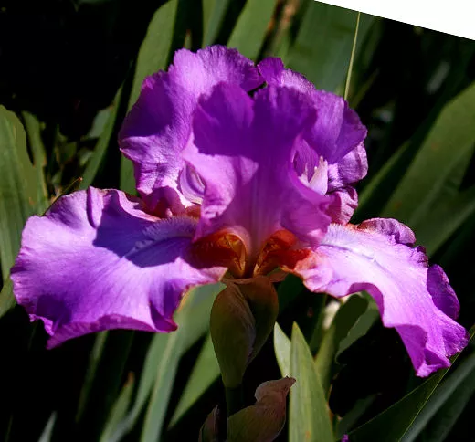 amethyst-flame Amethyst Flame