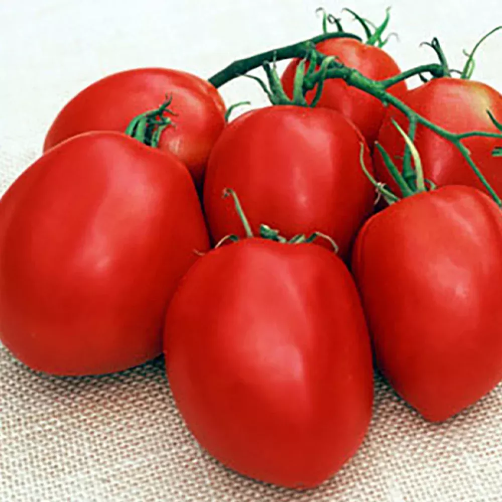 amish-paste-tomato Amish Paste Tomato
