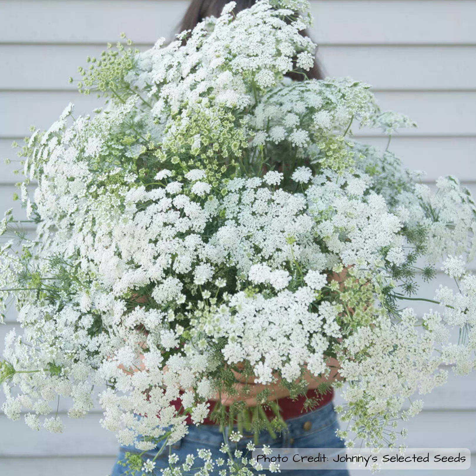 Ammi: Green Mist