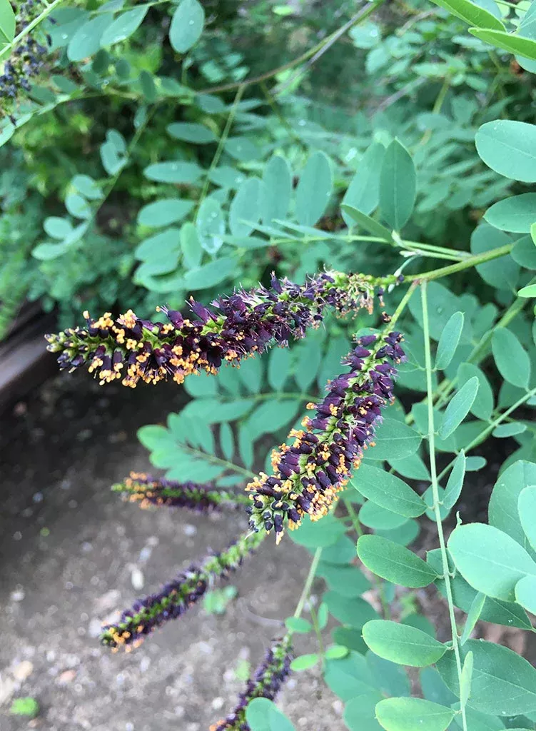 Amorpha fruticosa - False Indigo (Plant)
