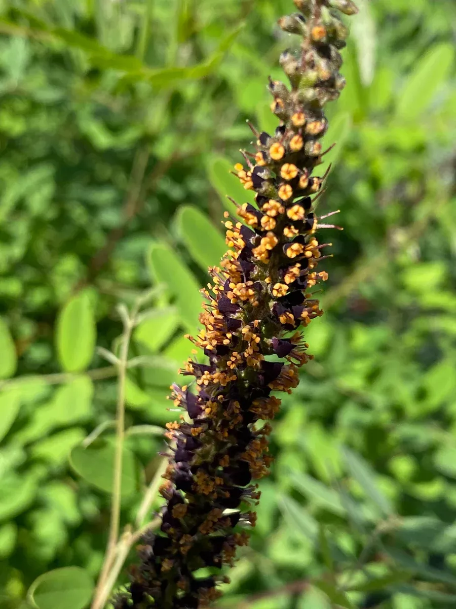 amorpha-fruticosewestern-false-indigo Amorpha fruticoseWestern False Indigo