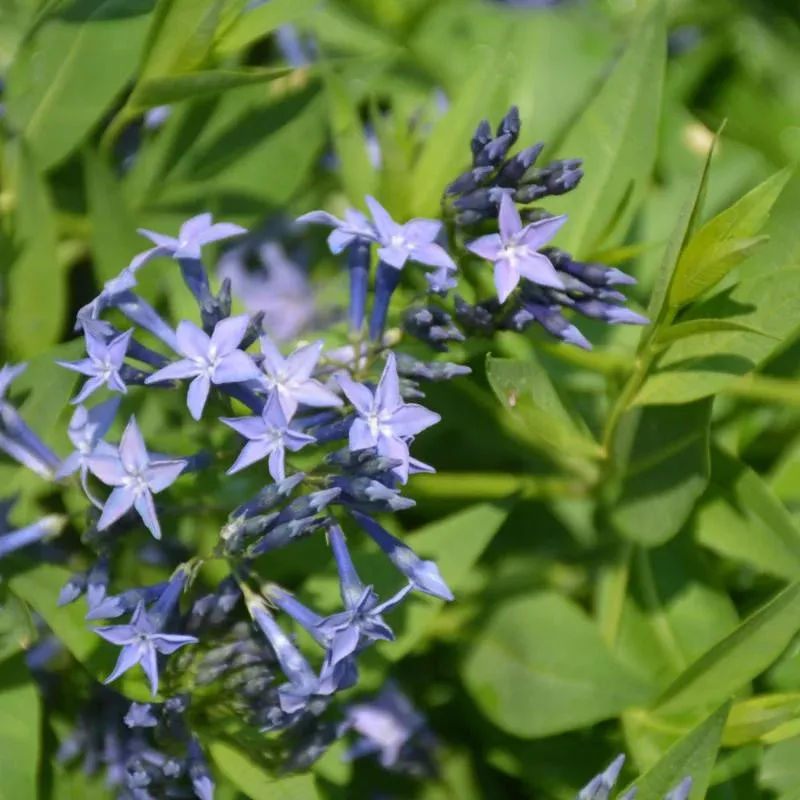 Amsonia 'Blue Ice'