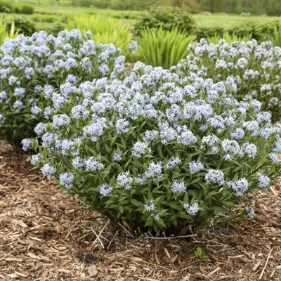 amsonia-starstruck-arkansas-blue-star Amsonia Starstruck Arkansas Blue Star