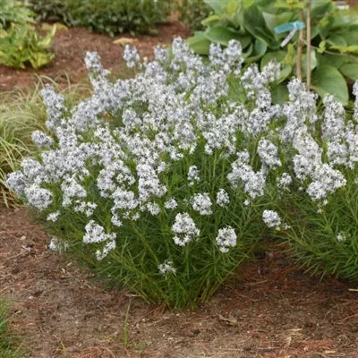 amsonia-string-theory-pw-arkansas-blue-star Amsonia String Theory PW Arkansas Blue Star