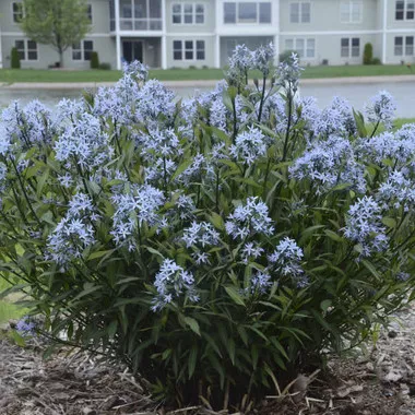 amsonia-t-storm-cloud-25-br-plants Amsonia t. 'Storm Cloud'(25) BR Plants