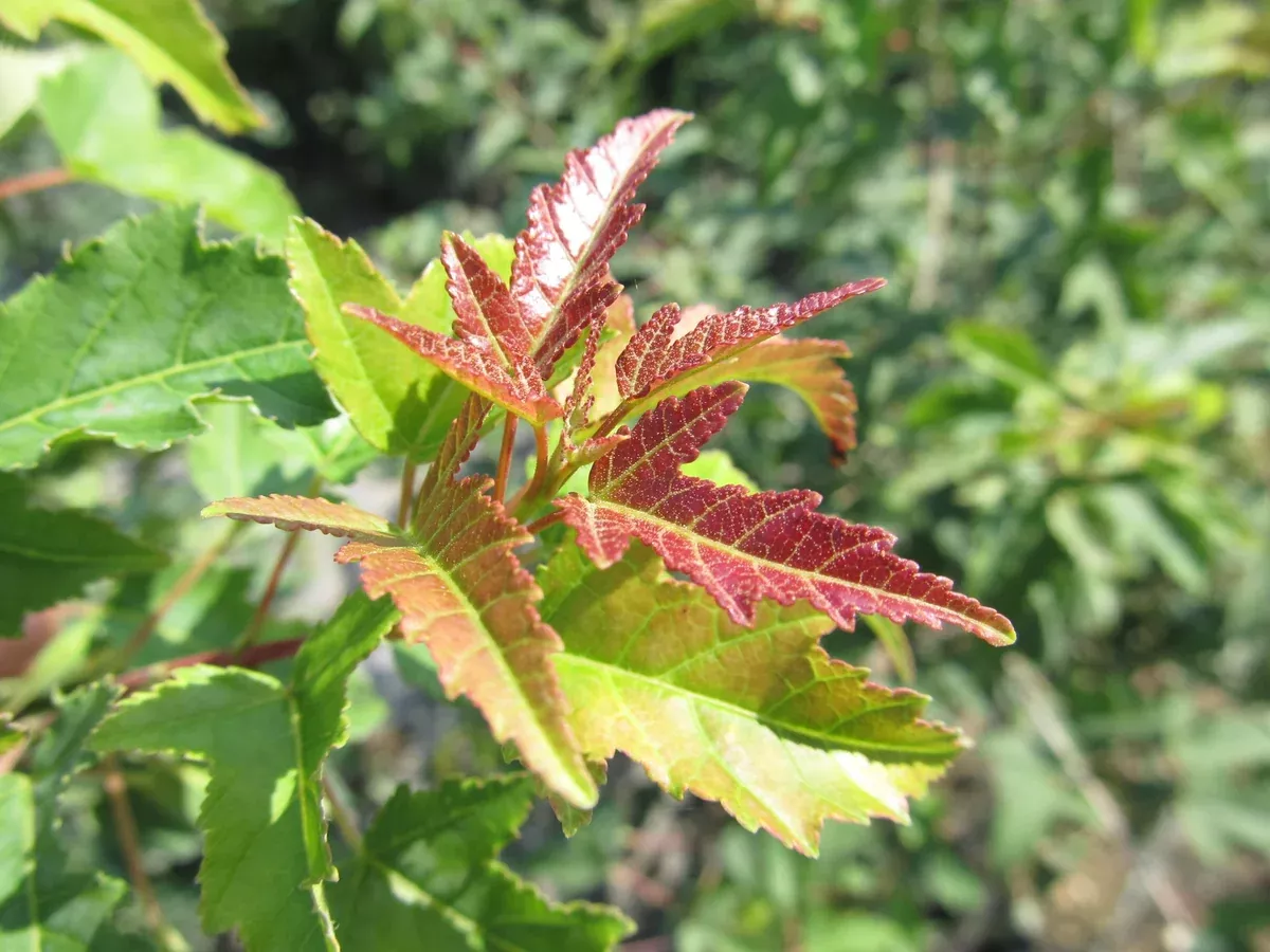 amur-maple-amur-5gal-tree-form-bl Amur Maple:'Amur' - 5Gal Tree Form (Bl)