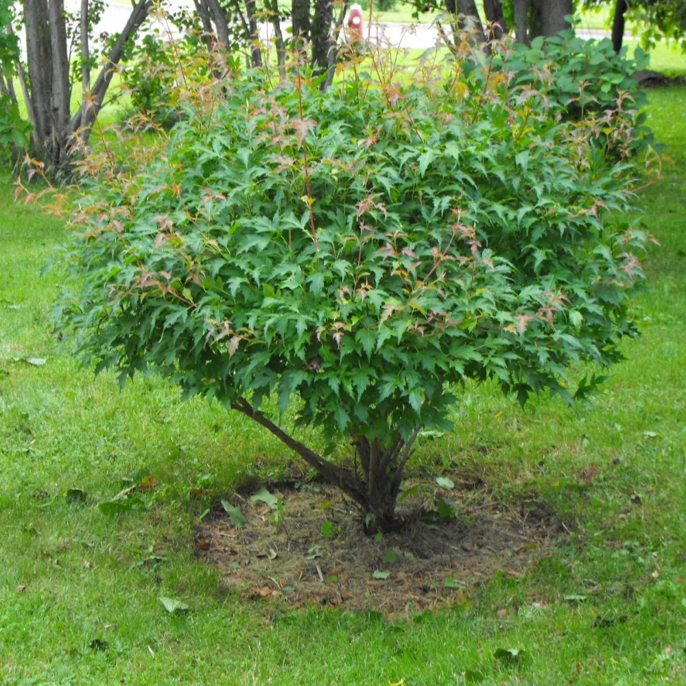 amur-maple-clump-form5-7-gal-jf Amur Maple: Clump Form5' - 7 Gal (Jf)