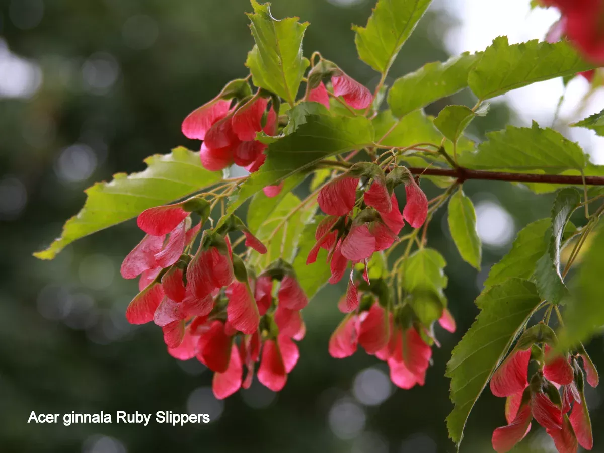 amur-maple-ruby-slippers-5gal-br Amur Maple: 'Ruby Slippers' - 5Gal (Br)