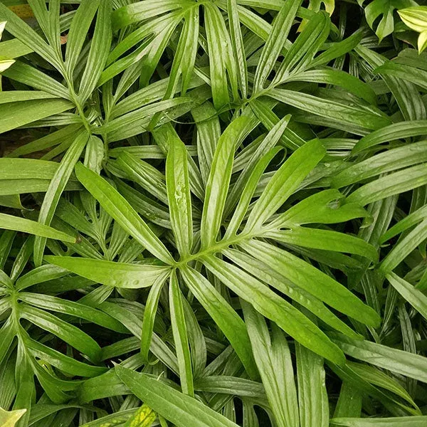 Amydrium zippelianum – 5.5″ Pot