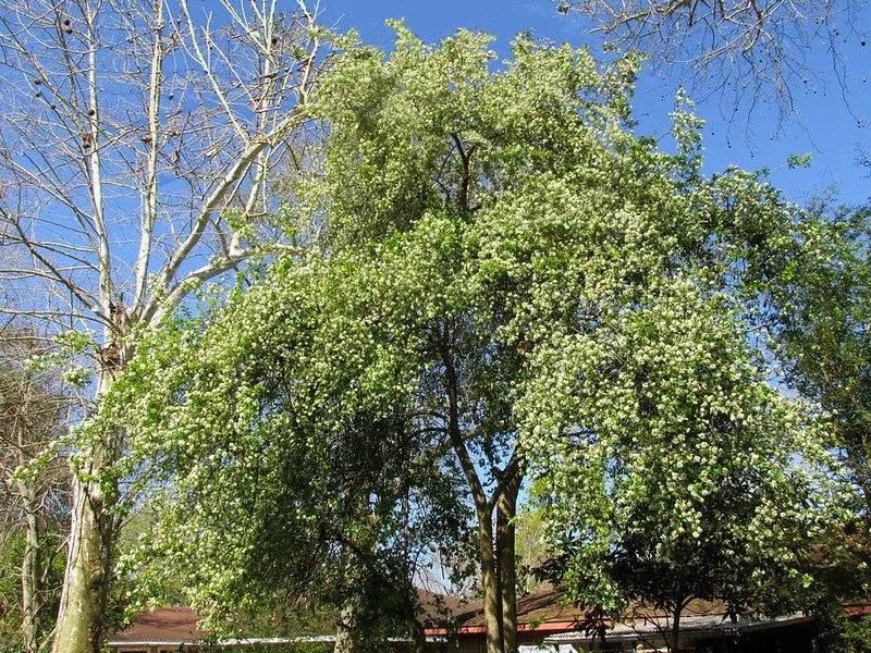 anacua-tree Anacua Tree