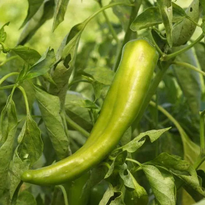 anaheim-chile-pepper Anaheim Chile Pepper