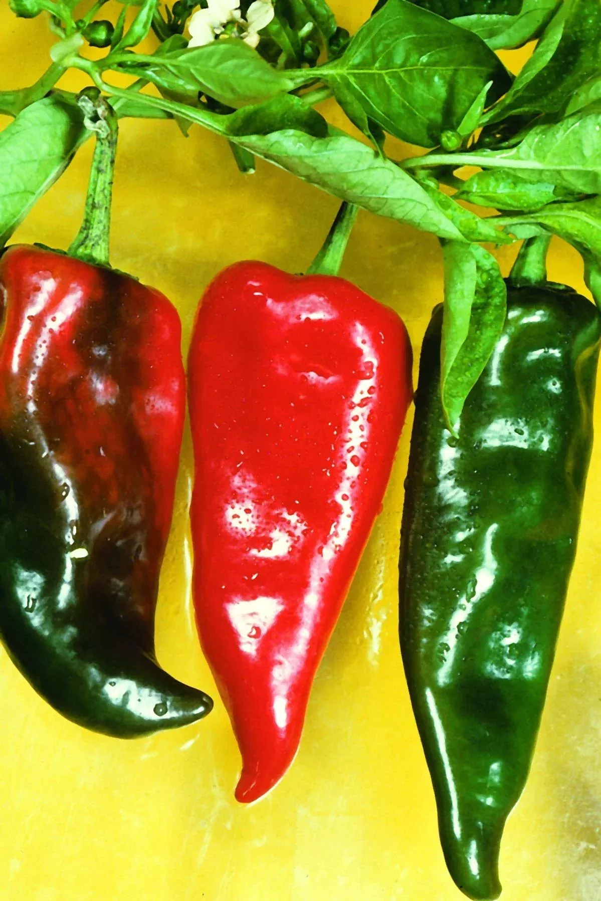 Anaheim Hot Pepper (2 Pack)