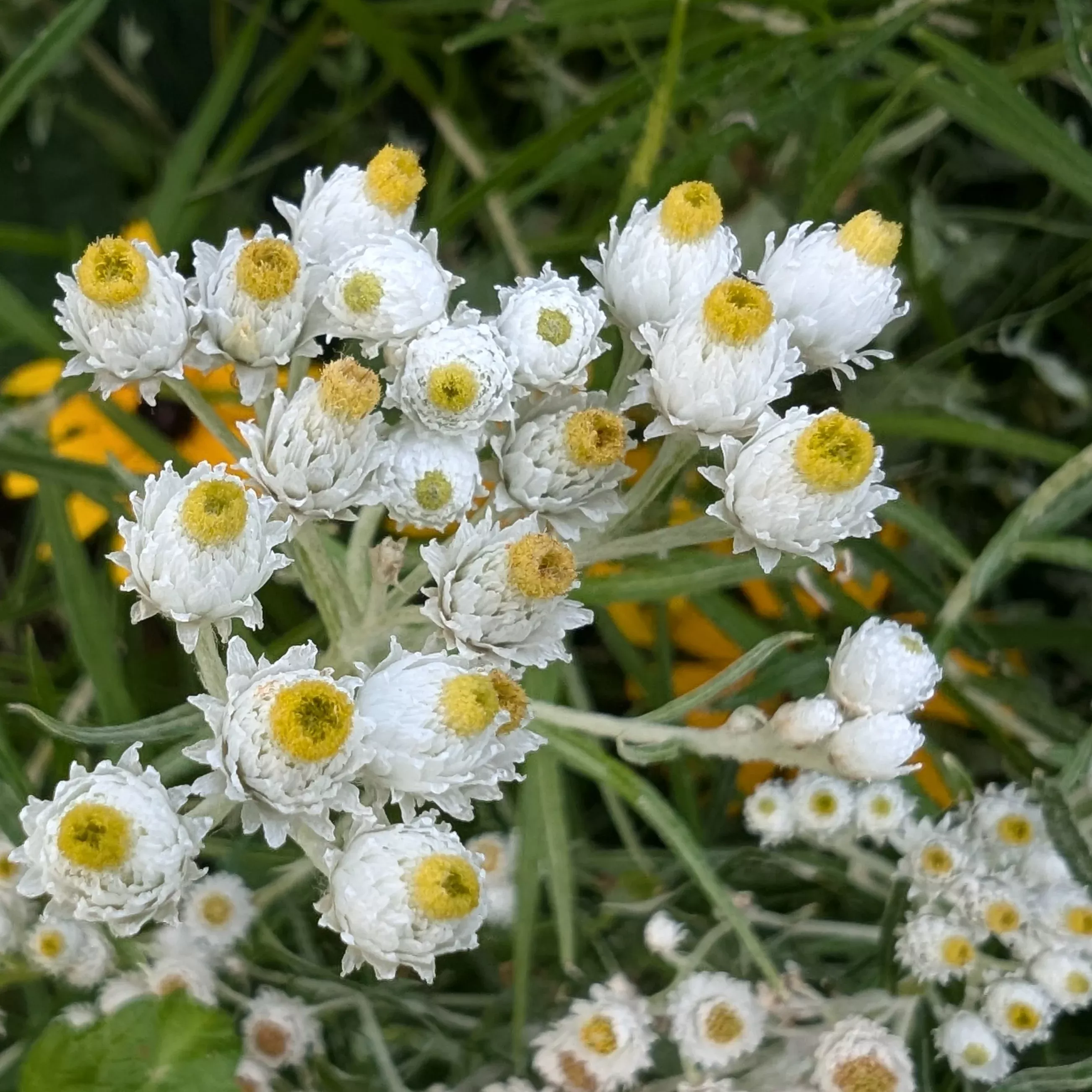 anaphalis-margaritacea-new-snow-pearly-everlasting Anaphalis margaritacea New Snow Pearly Everlasting