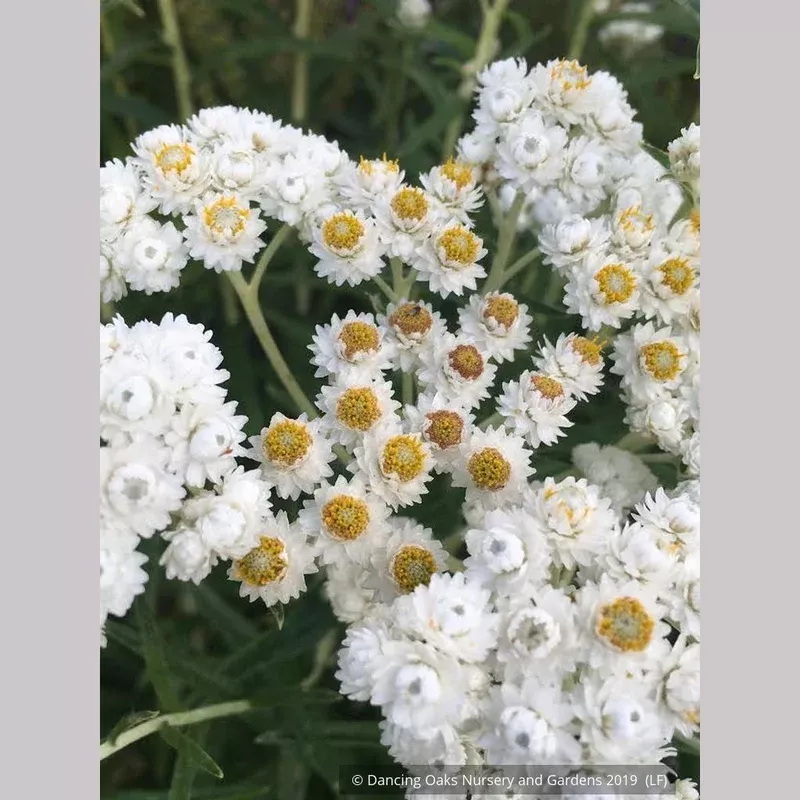 anaphalis-margaritacea-pearly-everlasting Anaphalis margaritacea - Pearly Everlasting