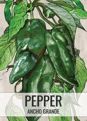 ancho-grande-chili-pepper-seeds-planting-capsicum-annuum Ancho Grande Chili Pepper Seeds For Planting (Capsicum annuum)