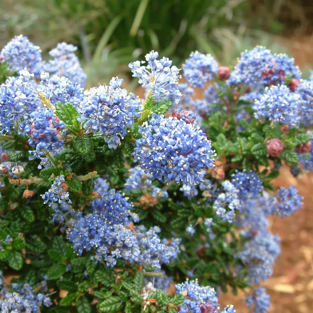 anchor-bay-mountain-lilac Anchor Bay Mountain Lilac