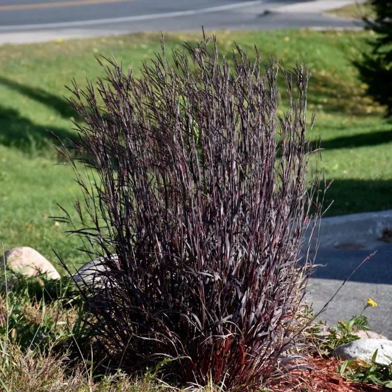 andropogon-blackhawks Andropogon 'Blackhawks'
