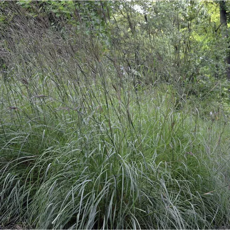Andropogon gerardii - Big Bluestem