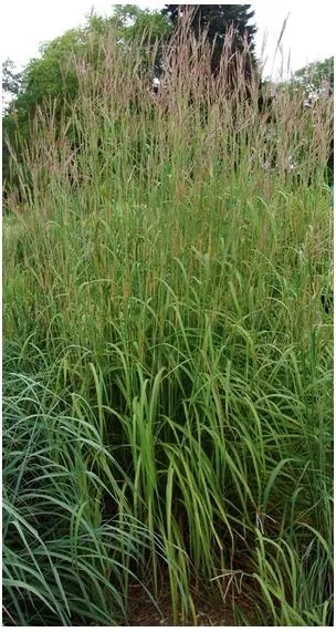 andropogon-gerardii-blue-stem Andropogon gerardii Blue Stem