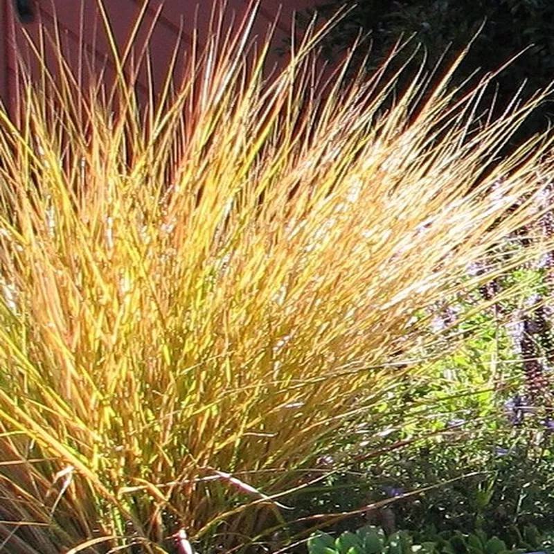 anemanthele-lessoniana-stipa-arundinacea Anemanthele lessoniana (Stipa arundinacea)