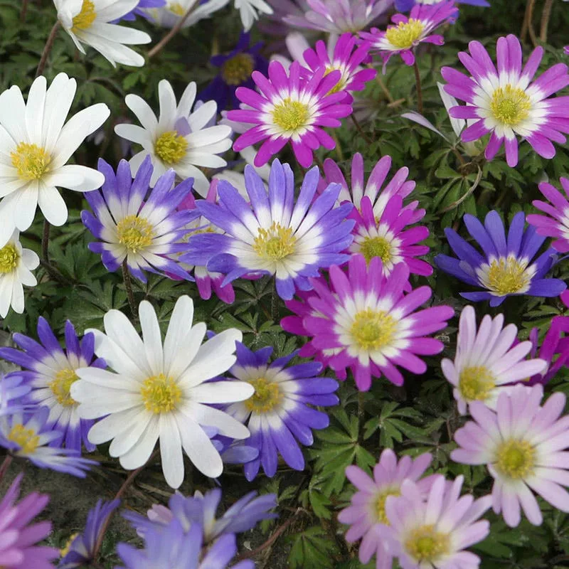 anemone-blanda-mix Anemone blanda Mix